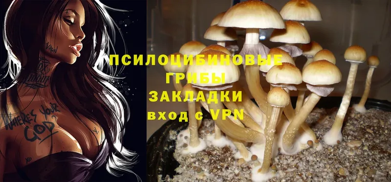 Галлюциногенные грибы MAGIC MUSHROOMS  Пошехонье 